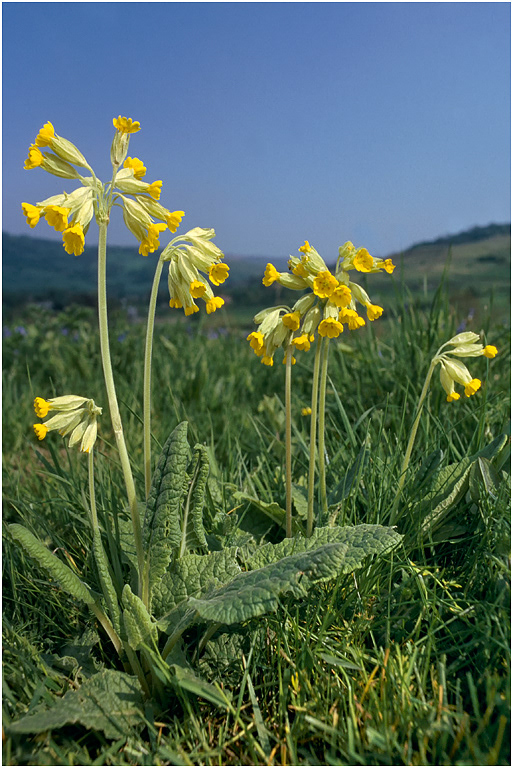 Cowslips