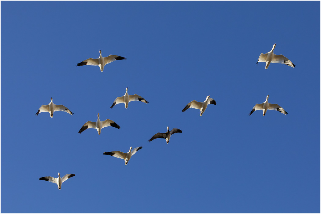 Snow Geese in flight, Bosque, NM, USA