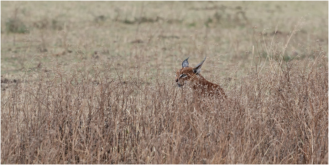 Concealed Caracal  - Ngorongoro Crater, Tanzania