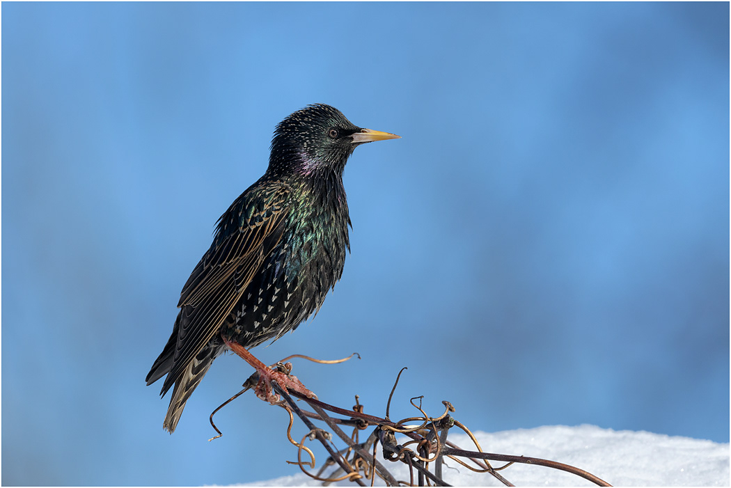 Starling perching above snow
