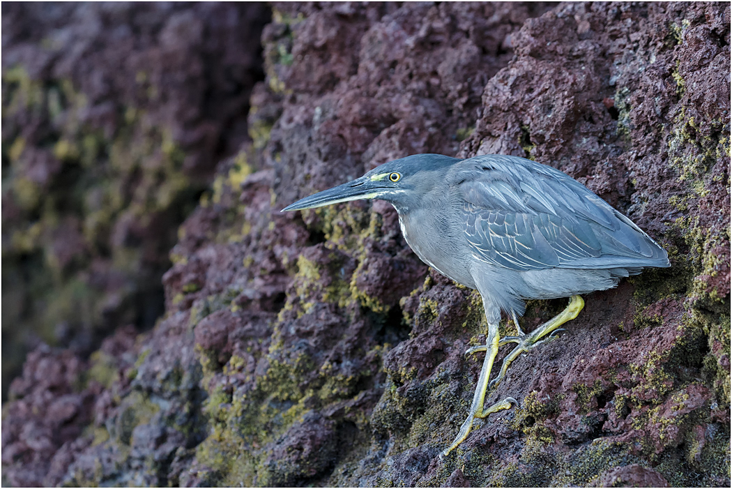 Lava Heron, Galapagos Islands