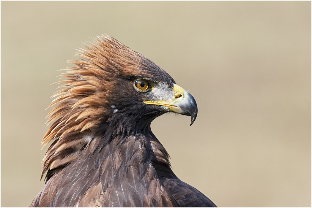 Golden Eagle - portait
