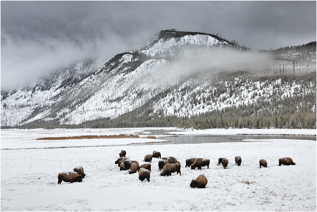 Bison feeding, Yellowstone NP, USA