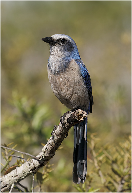 Florida Scrub Jay, Florida, USA
