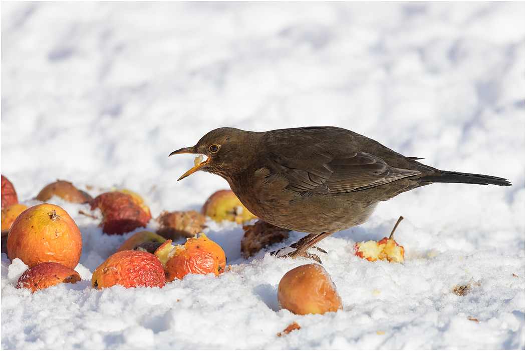 Blackbird, female - eating apples