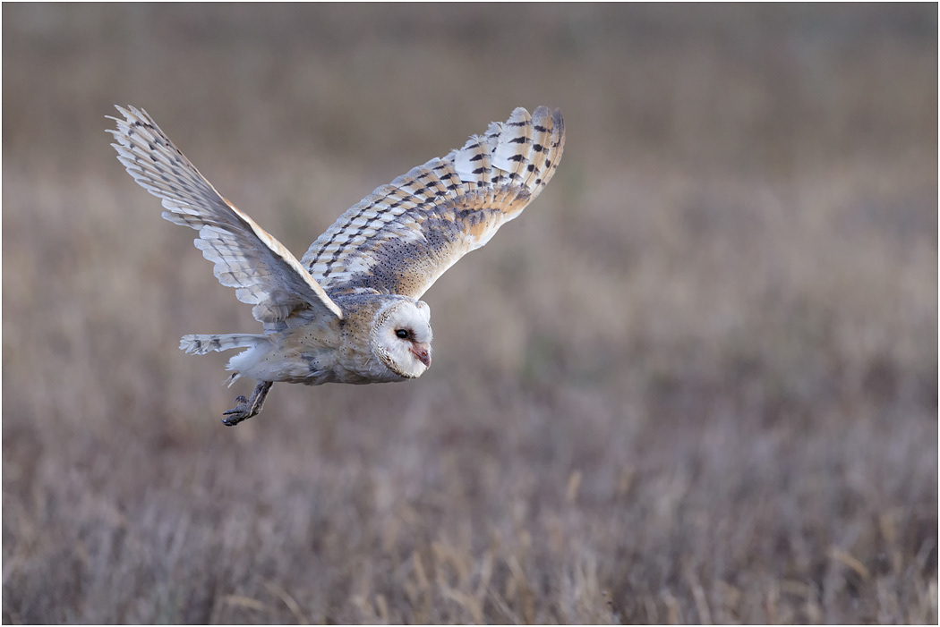 Barn Owl in flight at dusk
