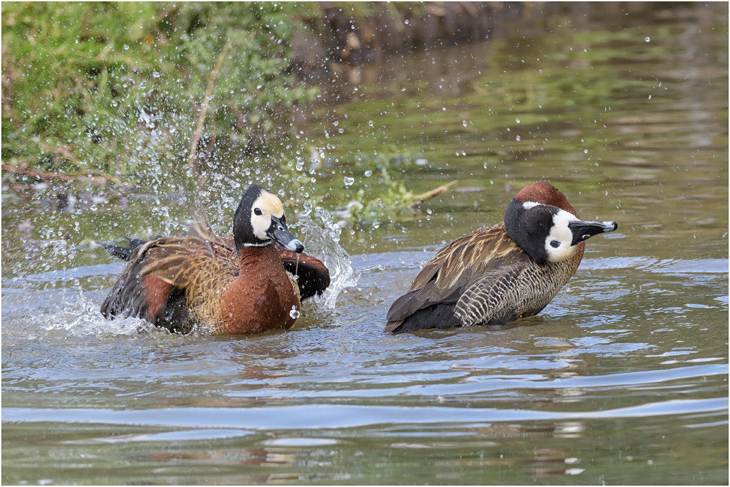 White-faced Whistling Ducks bathing - Chobe River, Botswana
