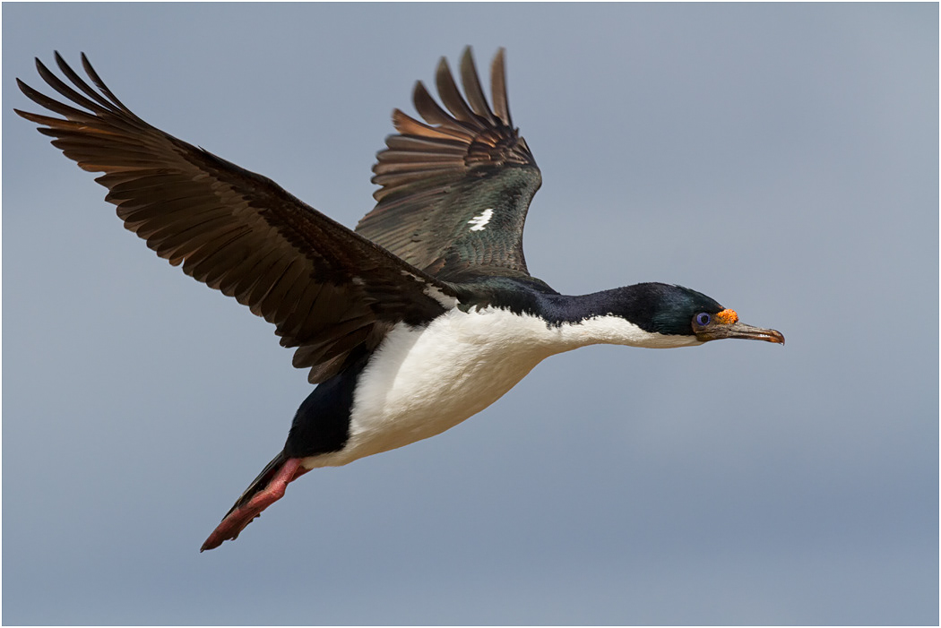 King Cormorant