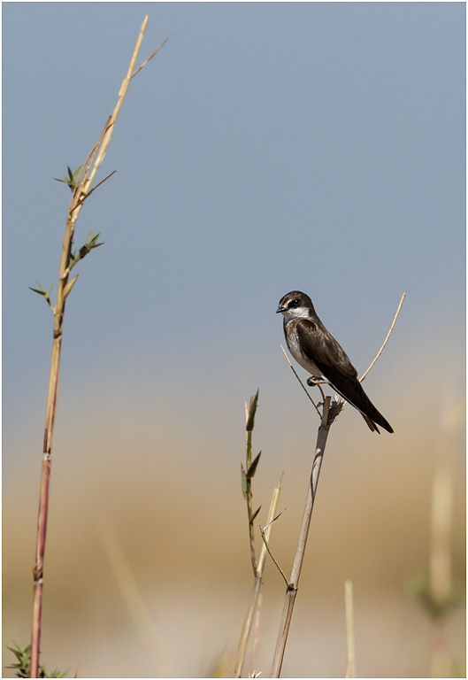 Banded Martin - Chobe River, Botswana