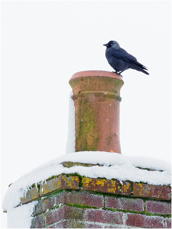 Jackdaw on chimney pot