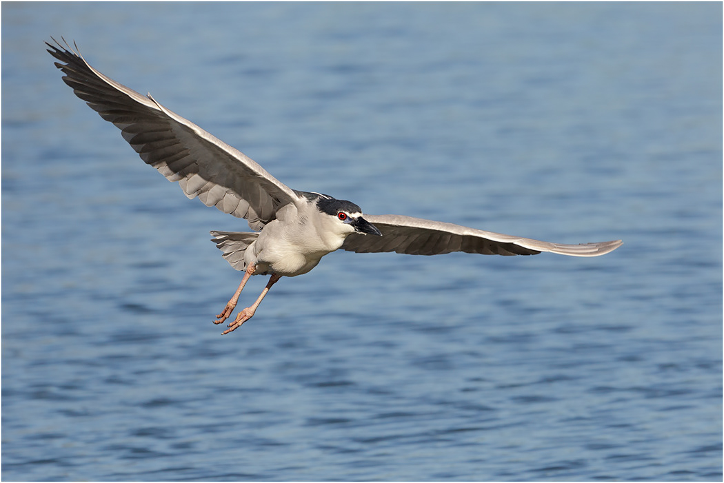 Black-crowned Night Heron, Florida, USA