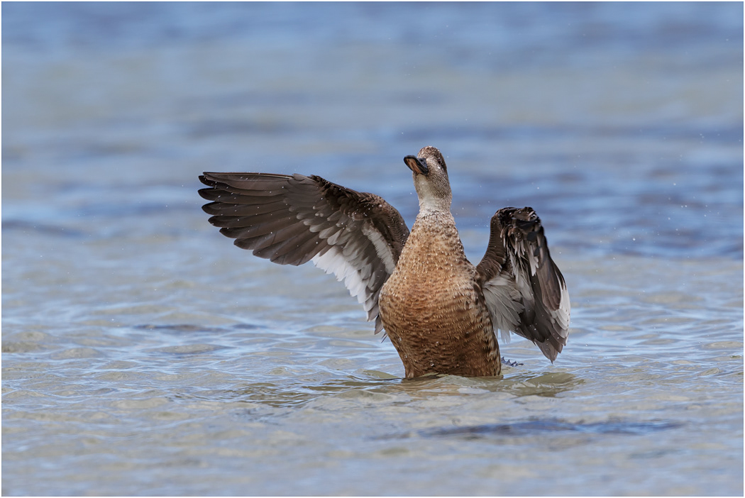 Crested Duck stretching wings