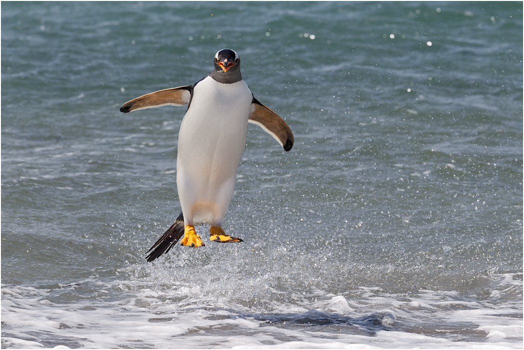 Gentoo Penguin high jump