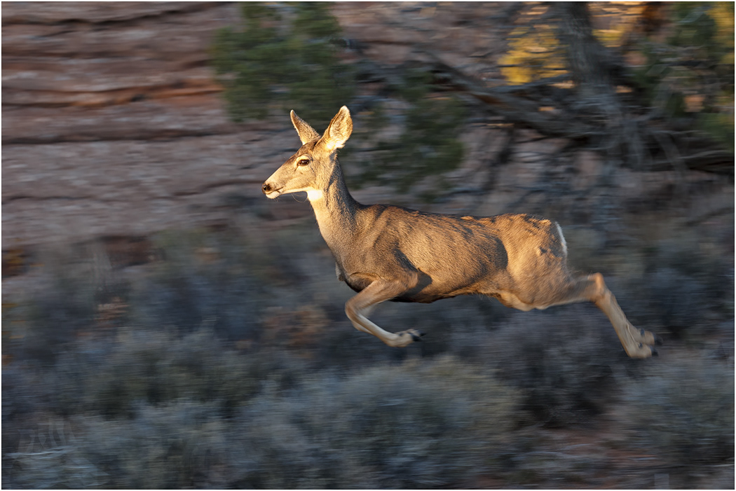Mule Deer, Arches NP, Utah, USA