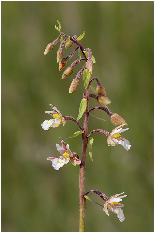 Marsh Helleborine