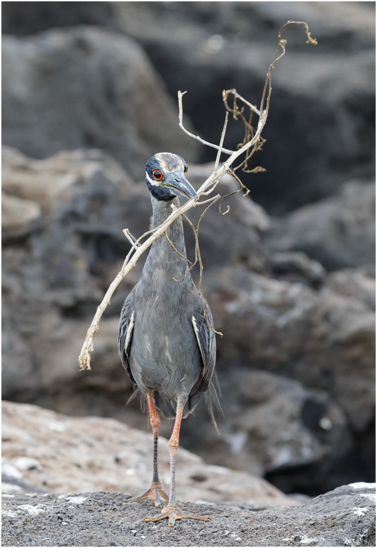 Yellow-crowned Night Heron, with twigs, Galapagos Islands
