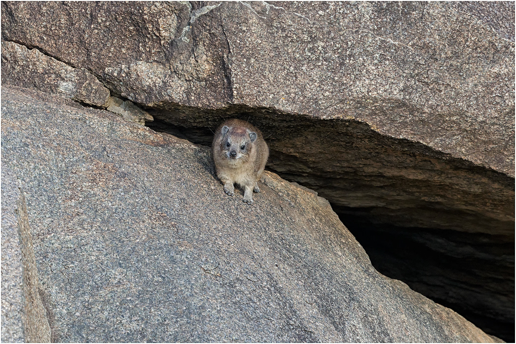 Rock Hyrax - Central Serengeti, Tanzania