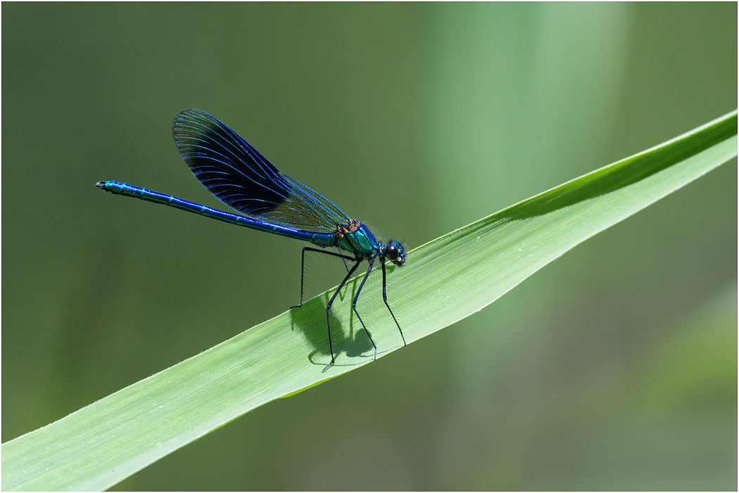 Banded Demoiselle - male
