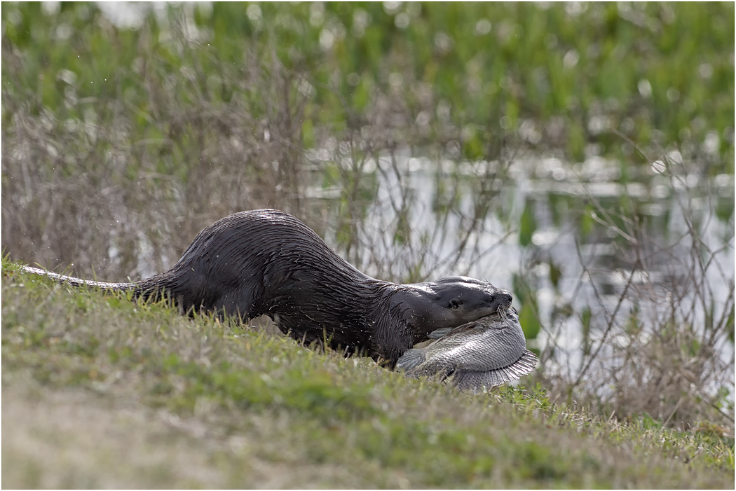 Otter, Florida, USA