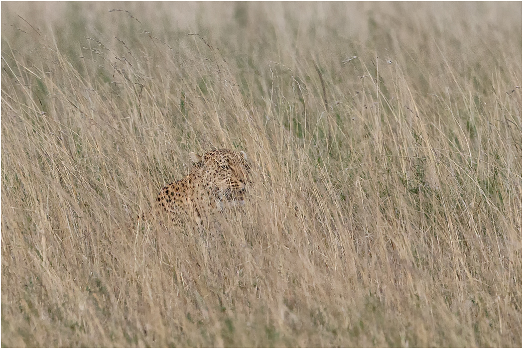 Leopard concealed in long grass - Central Serengeti, Tanzania