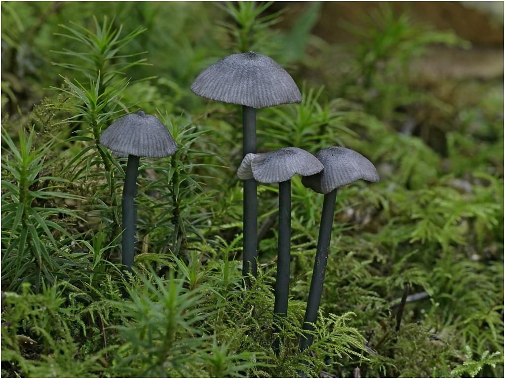 Mycena leucogala