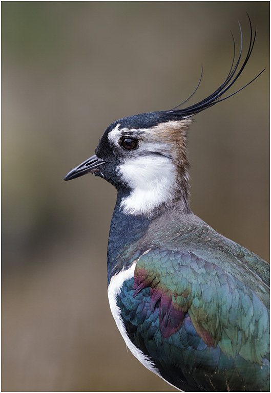 Lapwing portrait