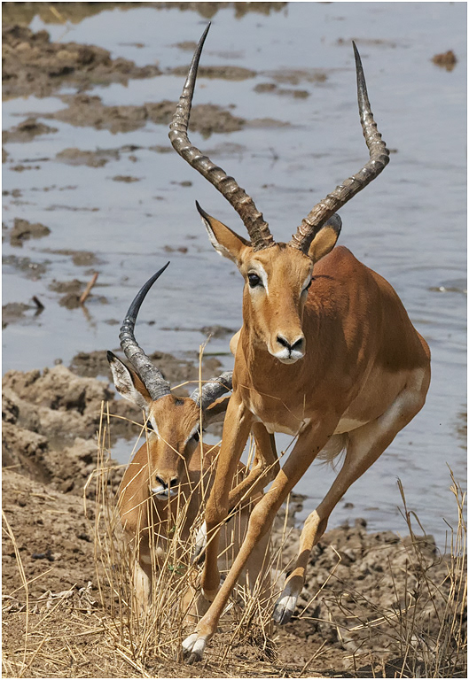 Impala running - Tarangire NP, Tanzania