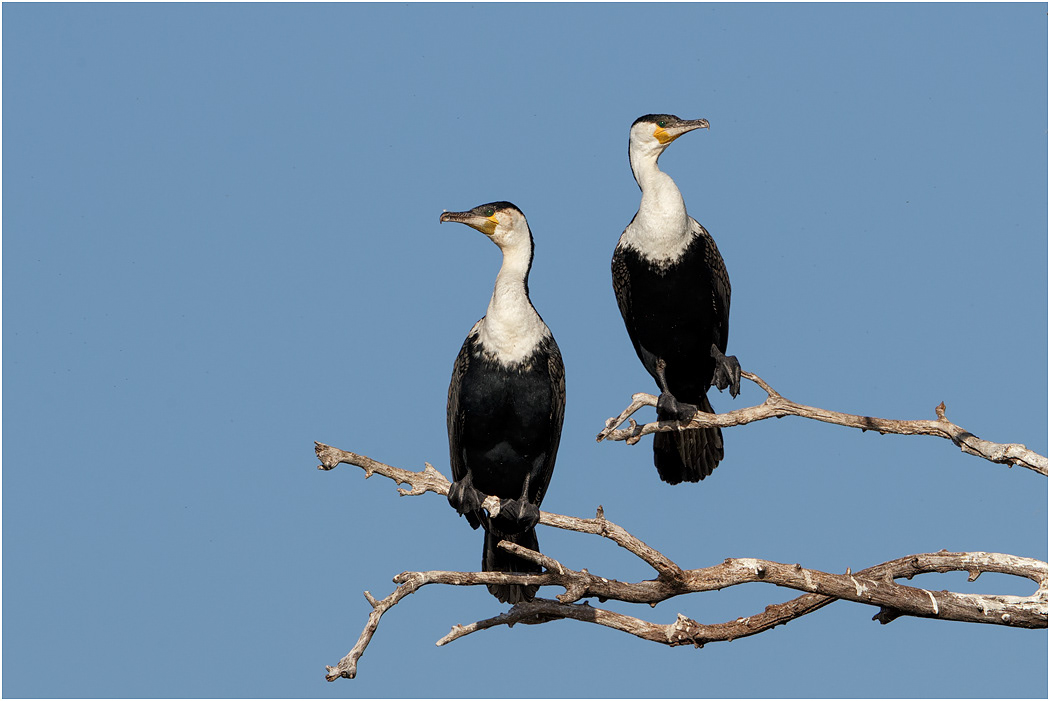 White-breasted Cormorants - Chobe River, Botswana