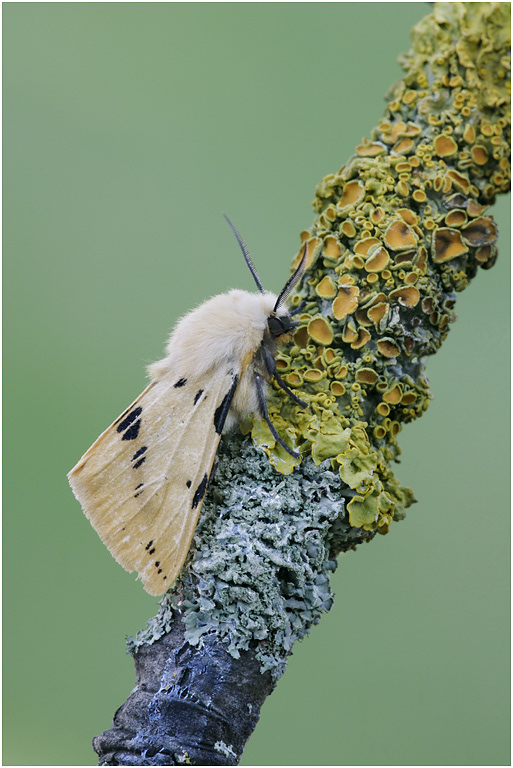 Buff Ermine