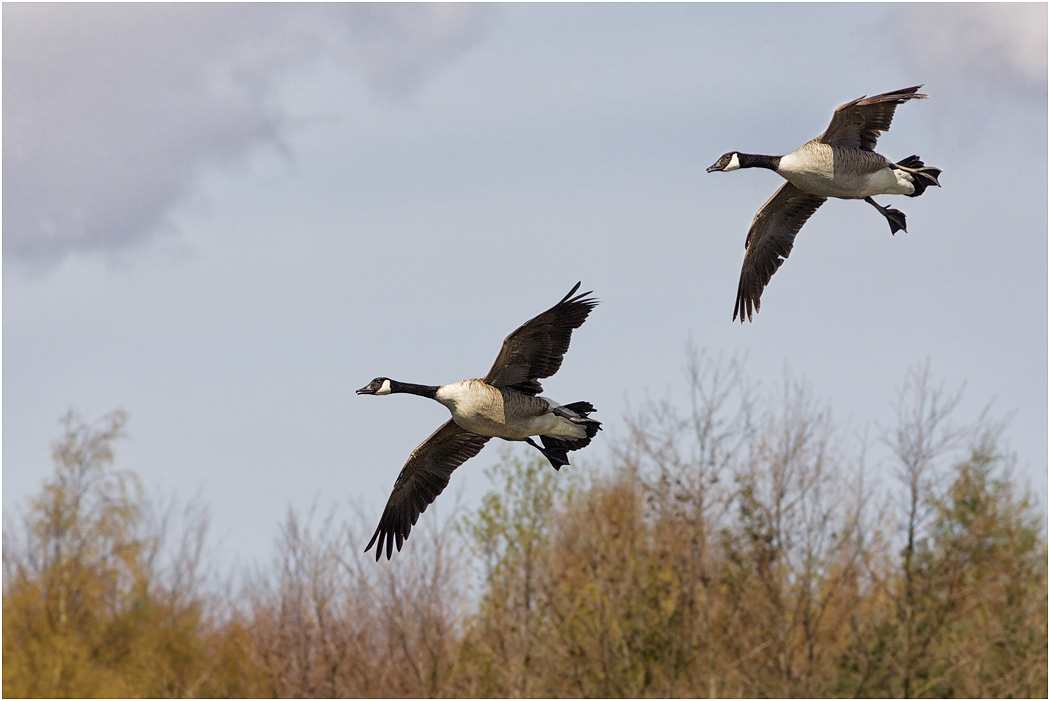 Canada Geese in flight
