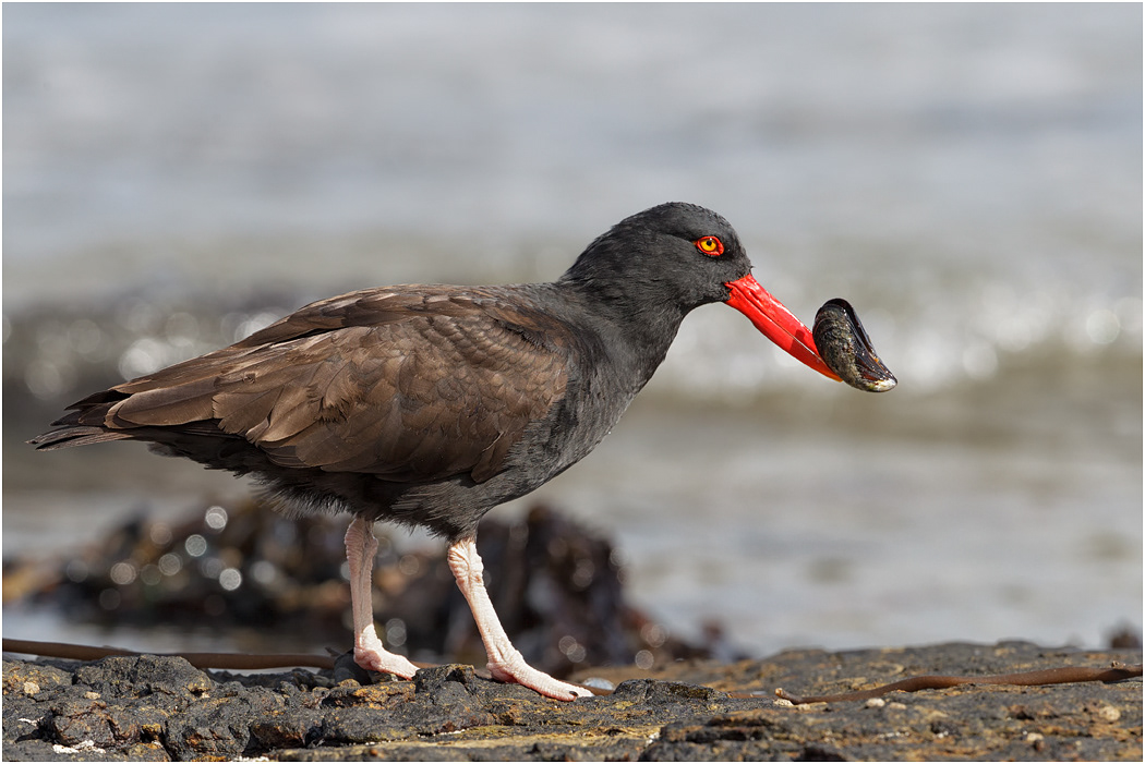 Blackish Oystercatcher with mussel
