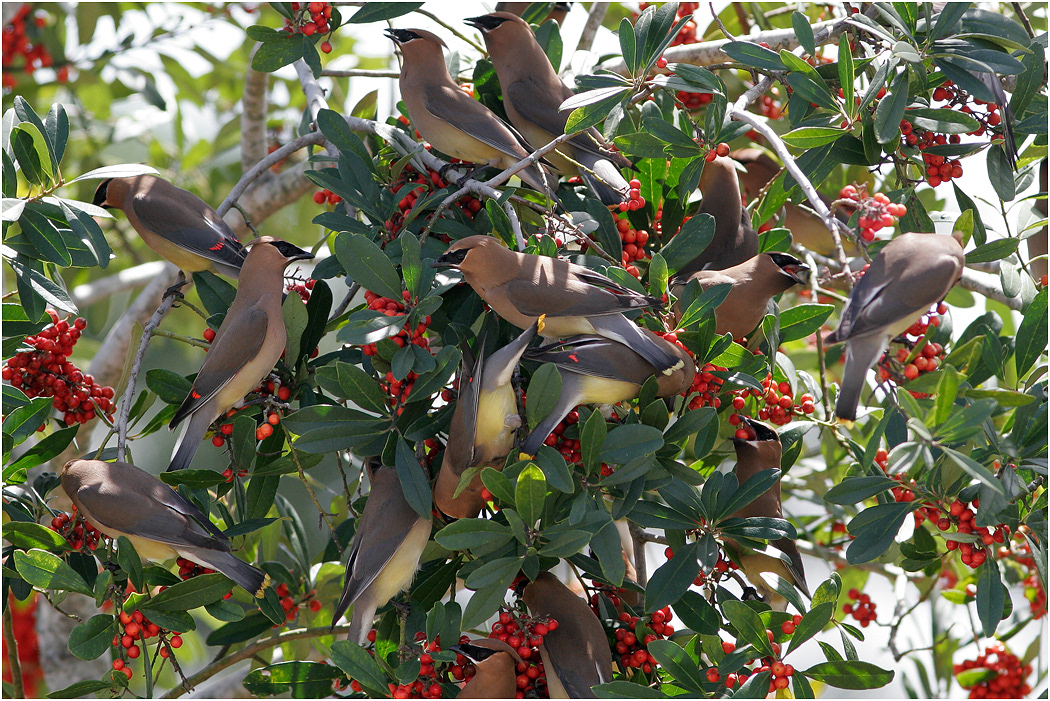 Cedar Waxwings, Florida, USA