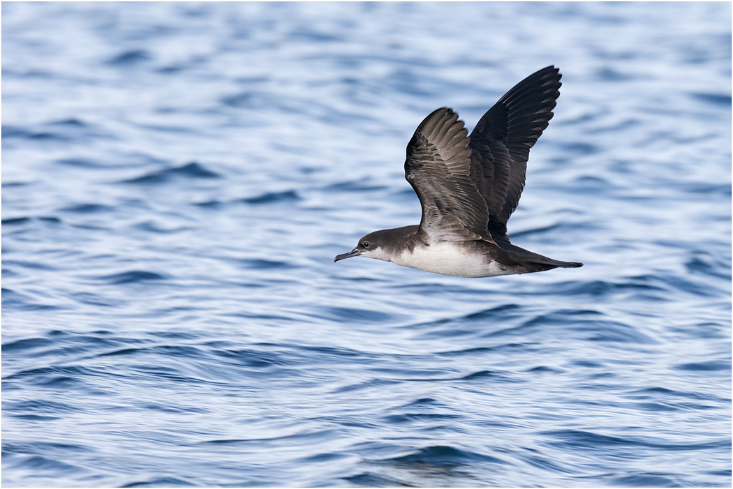 Galapagos Shearwater in flight