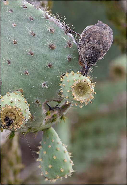 Cactus Ground Finch, female, Galapagos Islands