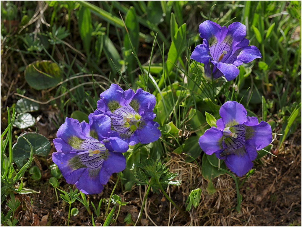 Trumpet Gentians