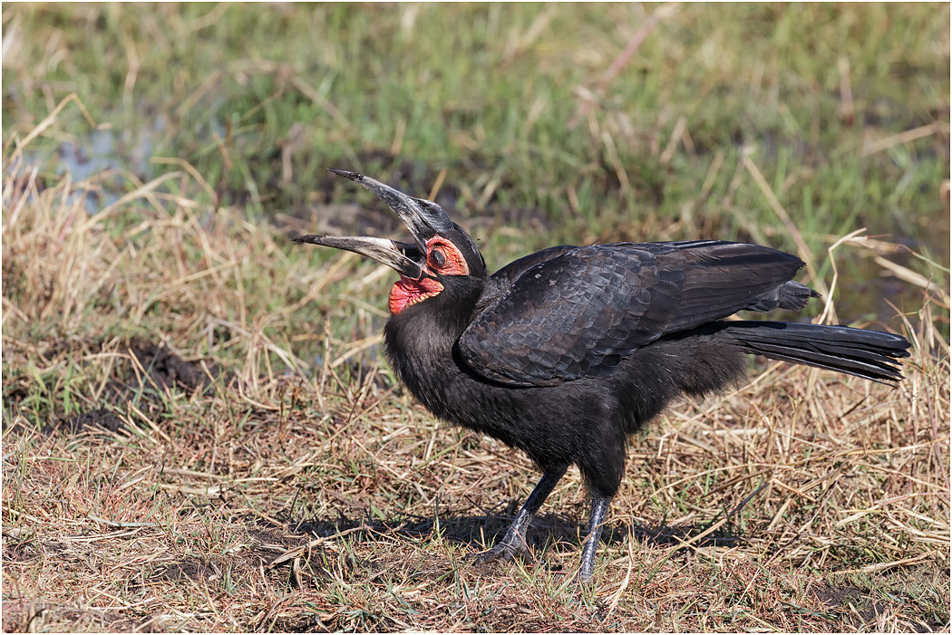 Southern Ground Hornbill - Botswana