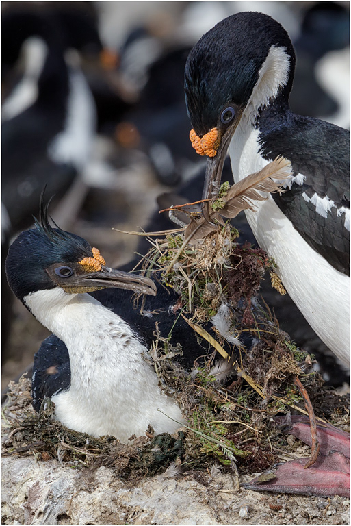King Cormorant nest building