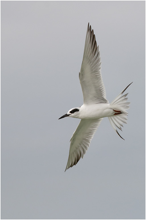 Forster's Tern in flight, Florida, USA