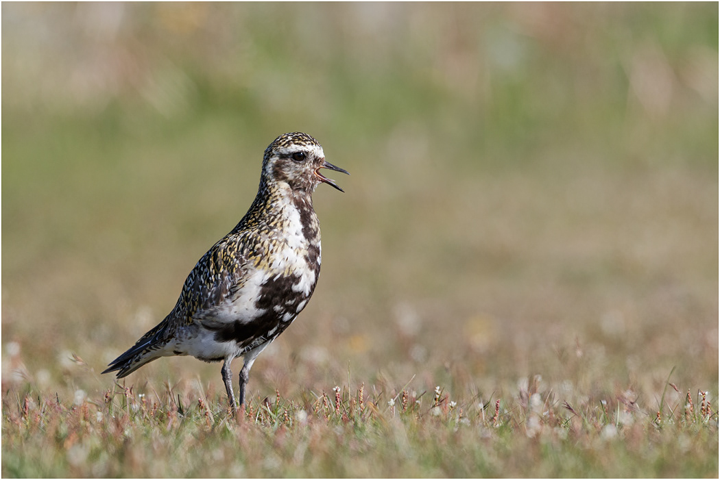 Golden Plover, male, Iceland