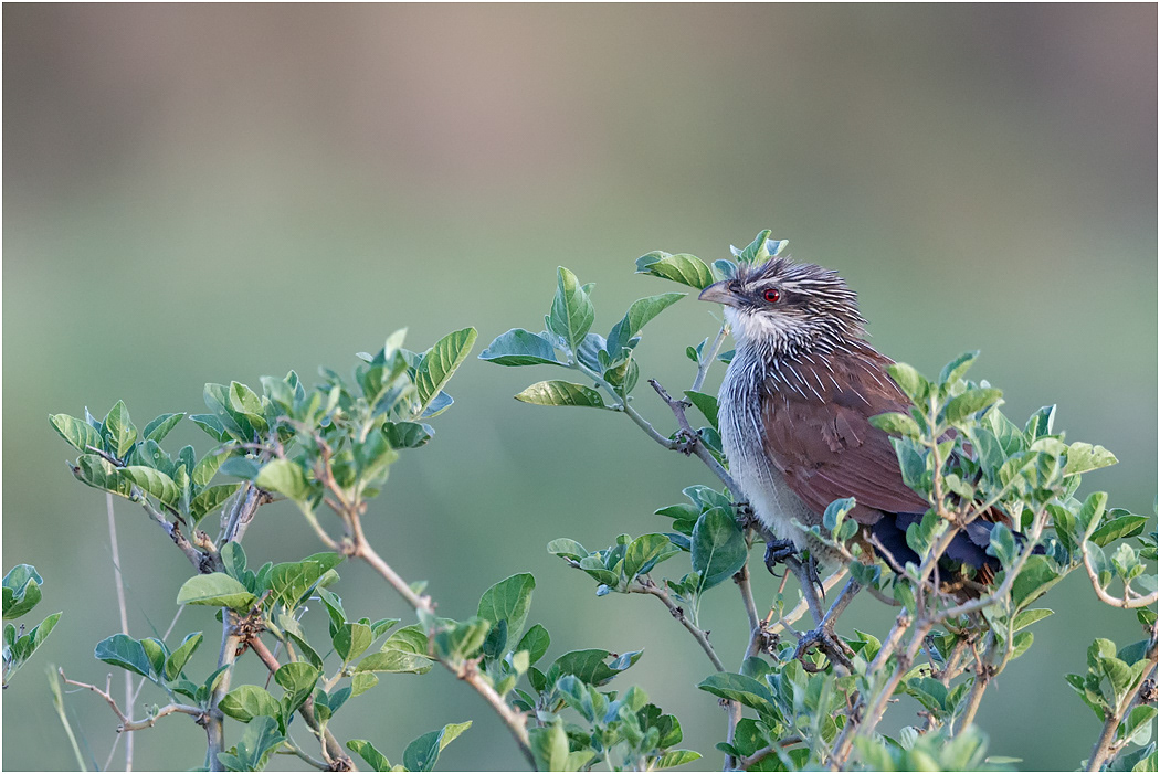 White-browed Coucal - Serengeti, Tanzania