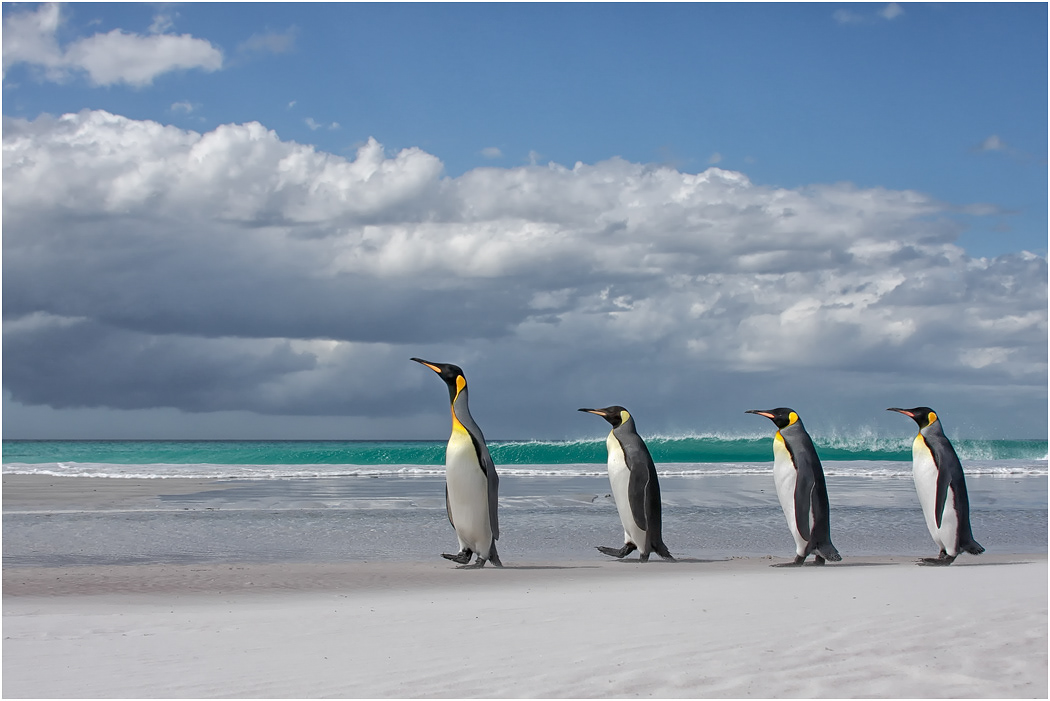King Penguins on parade