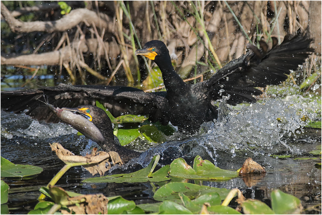 Double-crested Cormorant, Florida, USA