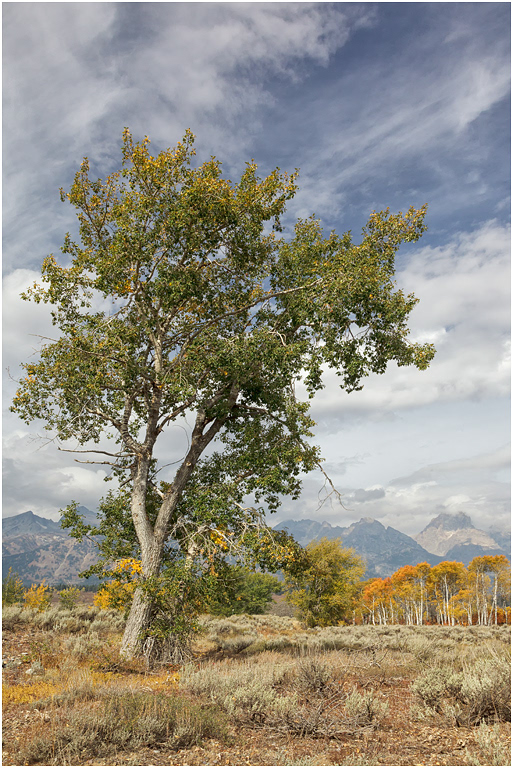 Autumn colour, The Tetons, Teton NP, USA