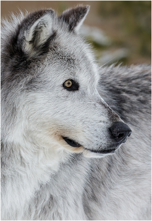 Gray Wolf in Winter, Montana, USA