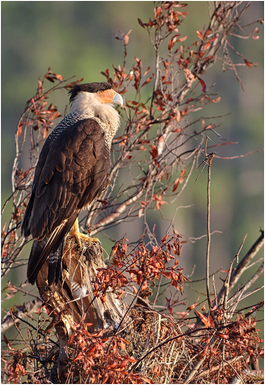 Crested Caracara, Florida, USA