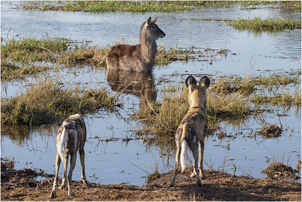 Waterbuck female safe from Wild Dogs - Botswana