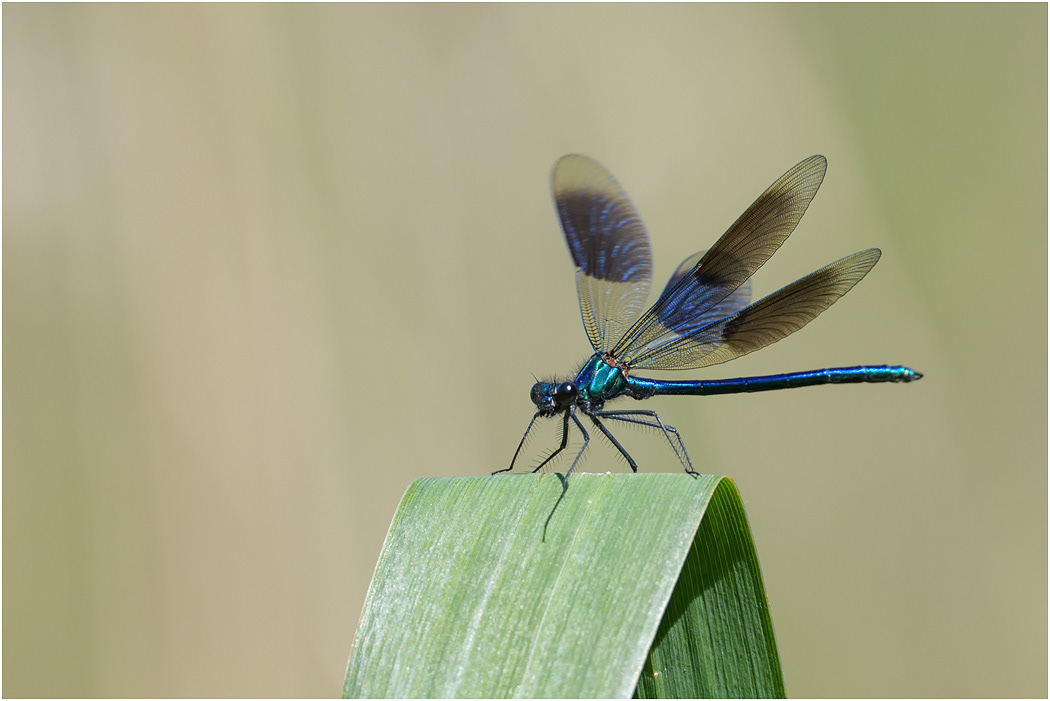 Banded Demoiselle - male