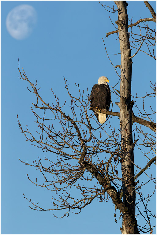 Bald Eagle, Chilkat River, Alaska