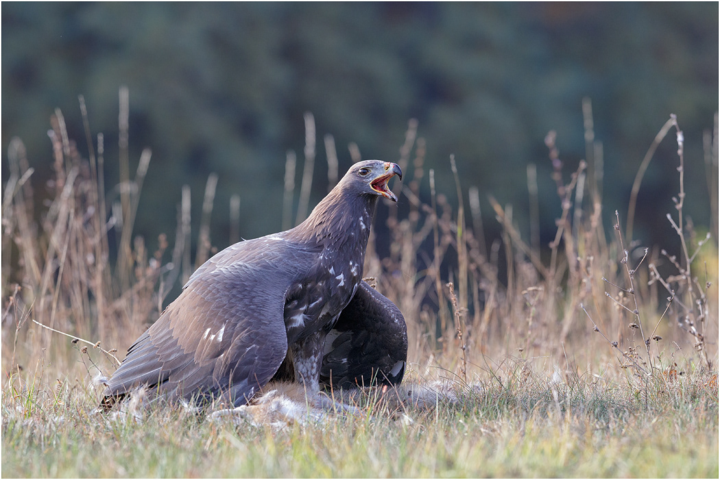 Golden Eagle mantling kill