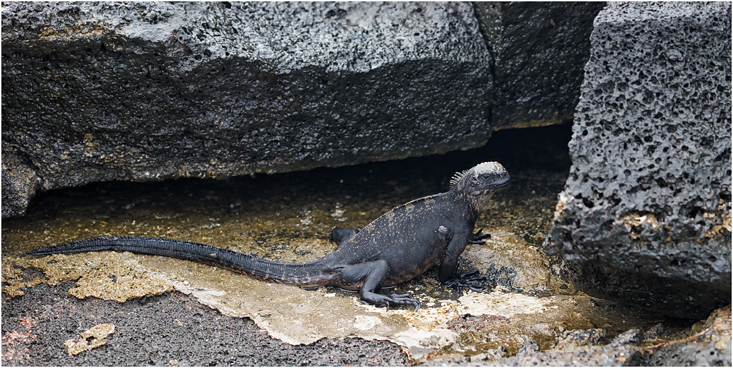 Marine Iguana, Galapagos Islands